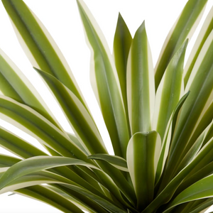 Sisal Agave Potted-elme living-Shop At The Hive Ashburton-Lifestyle Store & Online Gifts