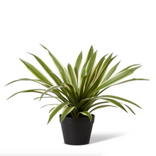 Sisal Agave Potted-elme living-Shop At The Hive Ashburton-Lifestyle Store & Online Gifts